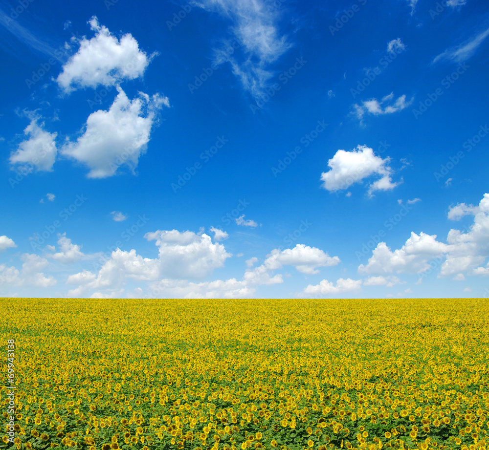 sunflowers sunflowers