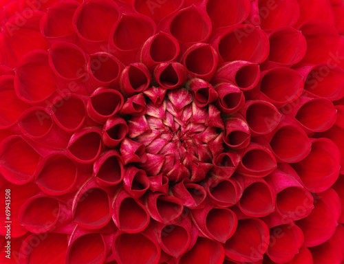 Fototapeta Naklejka Na Ścianę i Meble -  closeup flower
