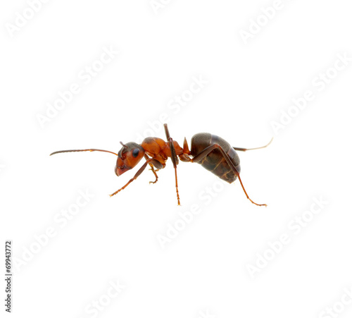 Ant on white © Alekss