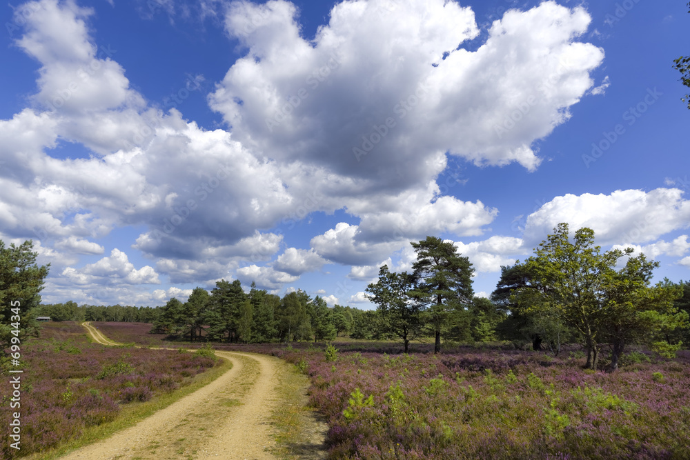 Weg durch die Lünenburger Heide