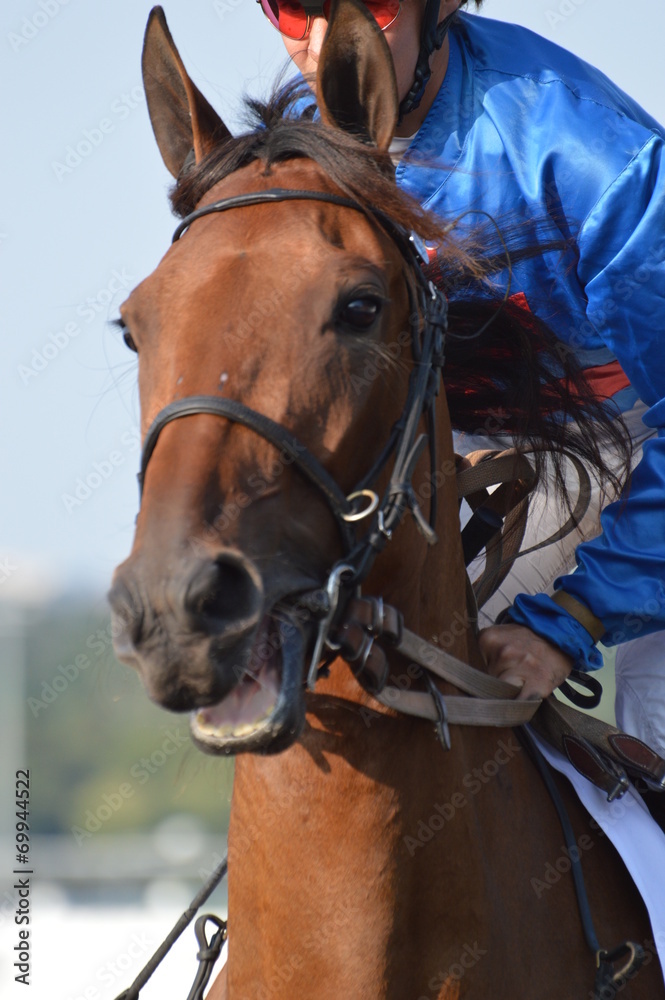 Fototapeta premium trotteur