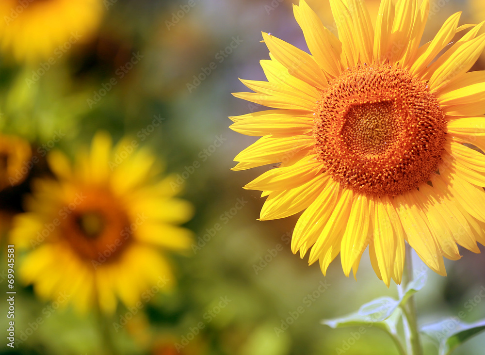 Obraz premium sunflower