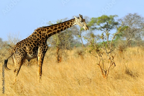Giraffa camelopardalis tippelskirchi photo
