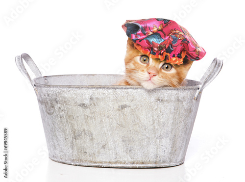 Fototapeta Naklejka Na Ścianę i Meble -  cat in a bath with shower cap
