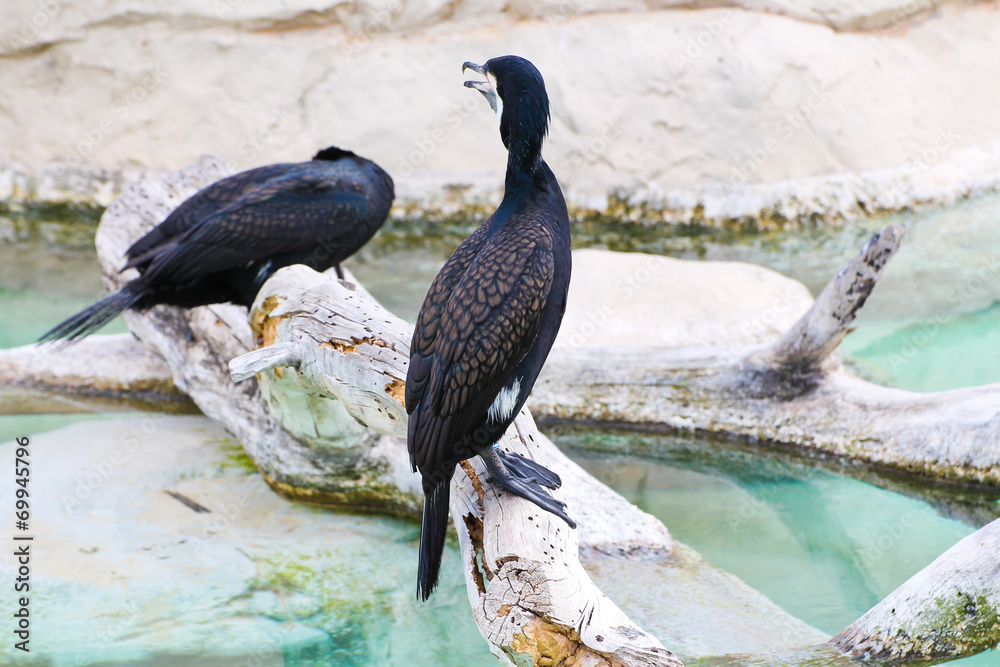 Fototapeta premium Schwarzer Vogel