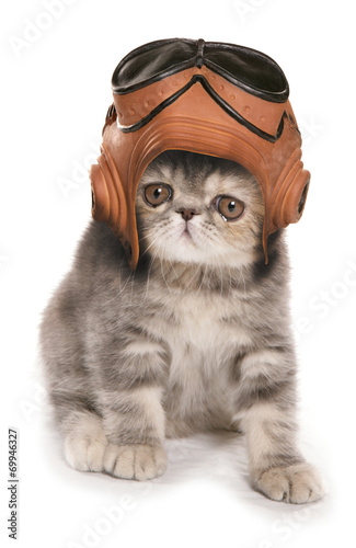 kitten wearing vintage raf helmet and googles photo