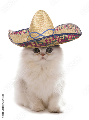 Fototapeta Naklejka Na Ścianę i Meble -  Kitten wearing a sombrero