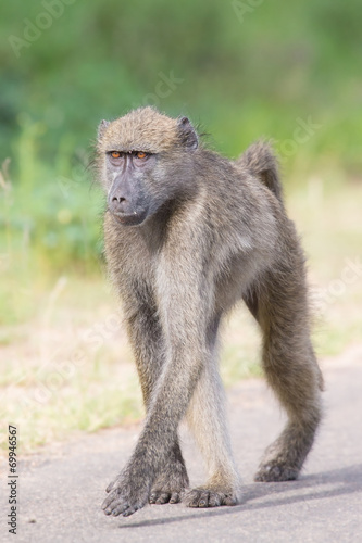 Baboon walking along a road looking for trouble