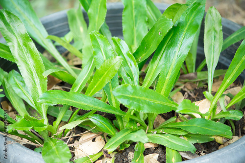 small green plant