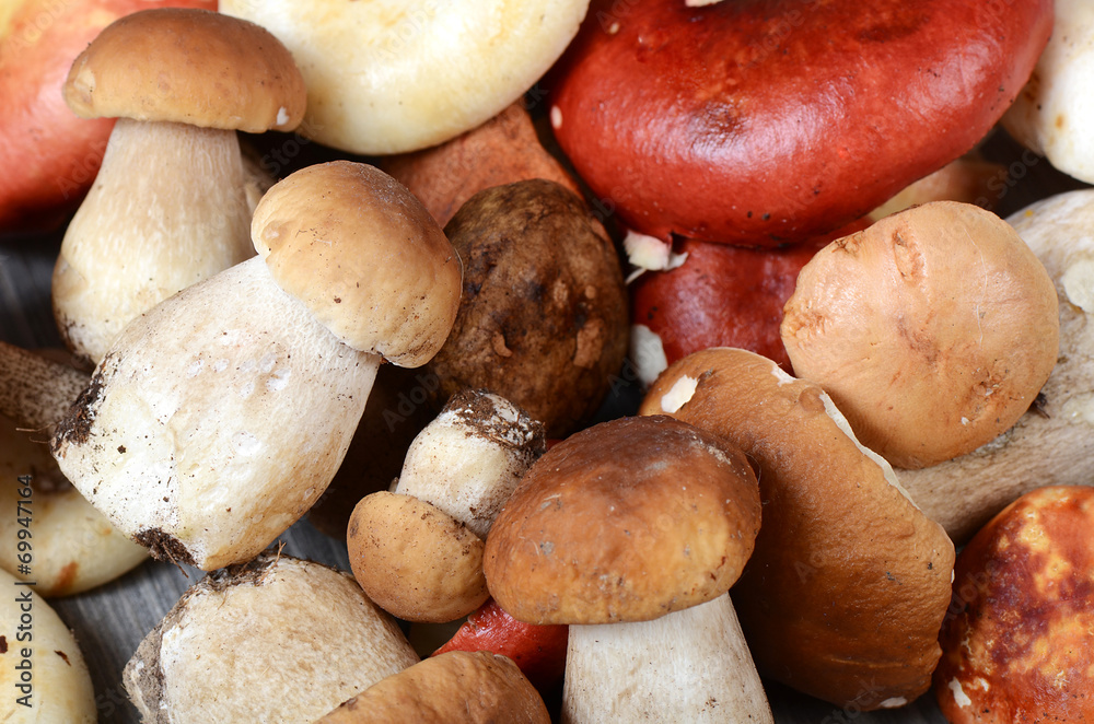 The raw boletus edulis a background The raw boletus edulis a background