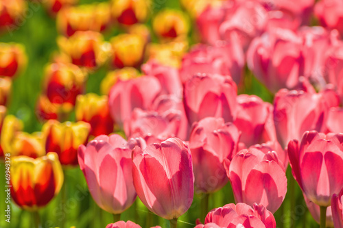 Colorful tulips