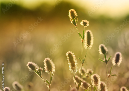 summer flower meadow