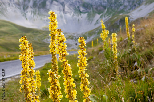 Yellow flowers in spring © francescopaoli