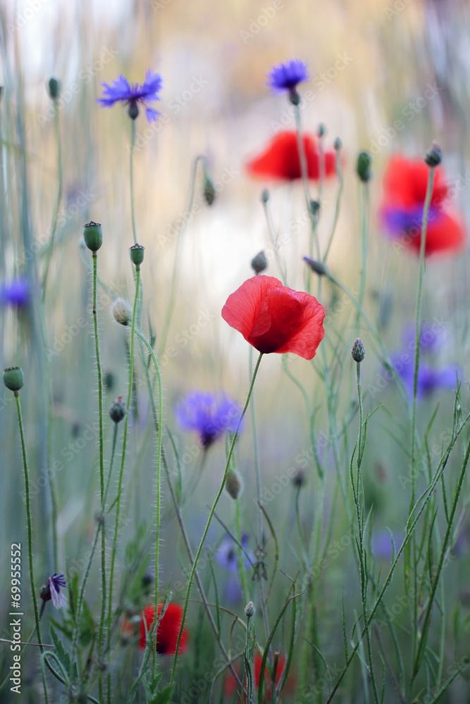 Naklejka premium Wild flower meadow with poppies and Cornflowers