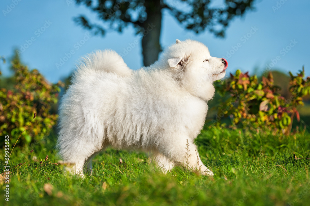 Funny samoyed puppy with tongue out