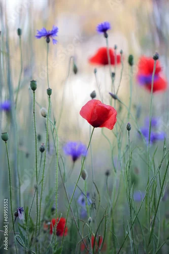 Obraz Dziki kwiat łąka z makami i chabrami