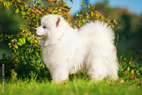 Samoyed puppy