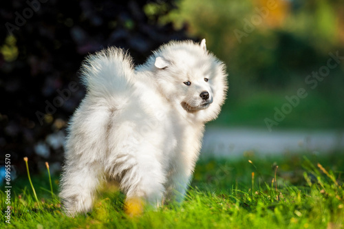 Adorable samoyed puppy looking back