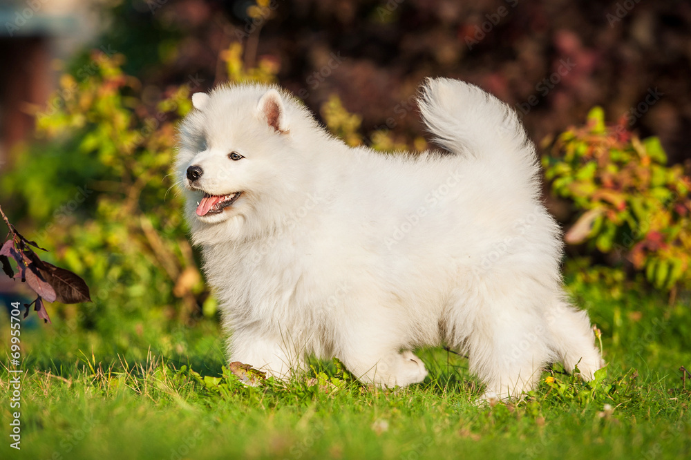 Adorable samoyed puppy running Adorable samoyed puppy running