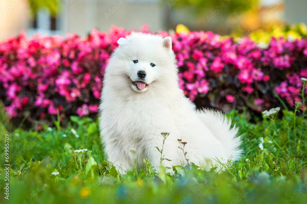 Adorable samoyed puppy sitting near the flowers
