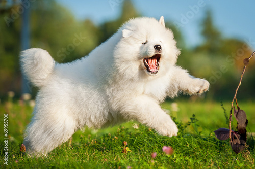 Adorable samoyed puppy jumping