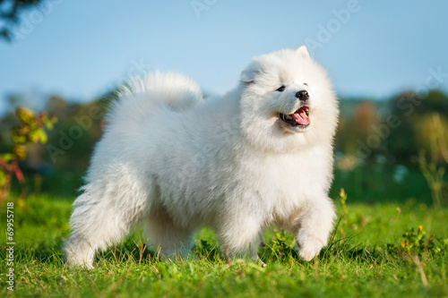 Adorable samoyed puppy photo