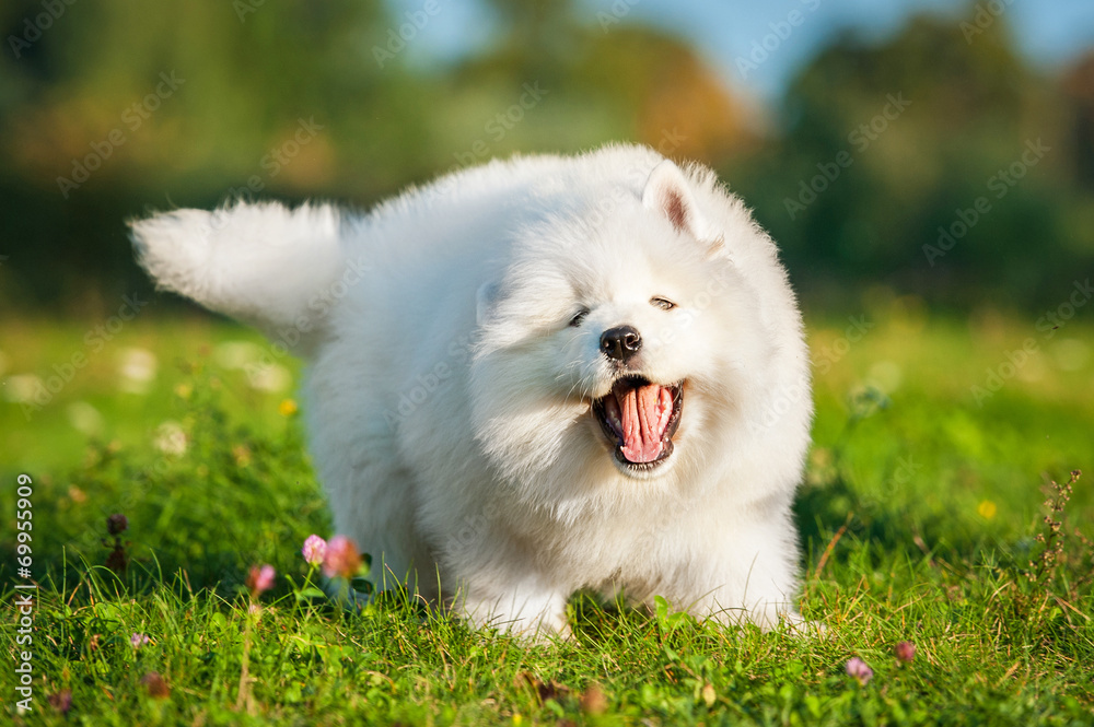Funny samoyed puppy playing in the yard