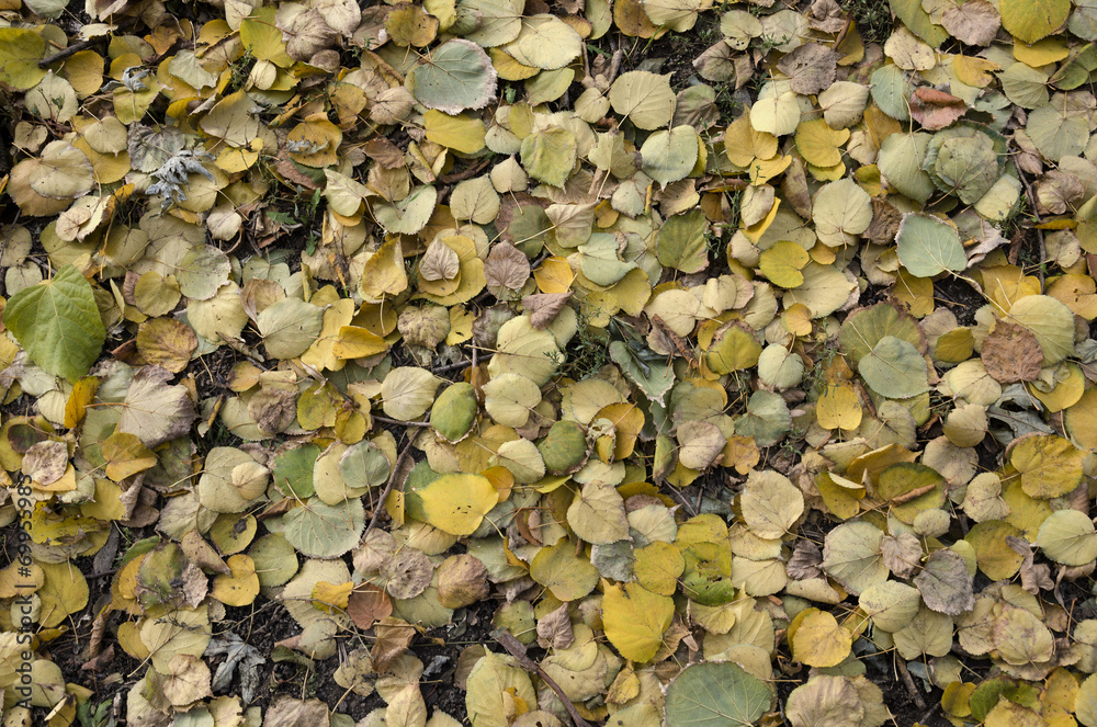Fallen leaves during Autumn