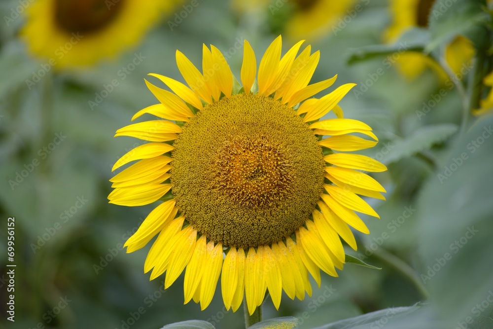 Obraz premium sunflower close up
