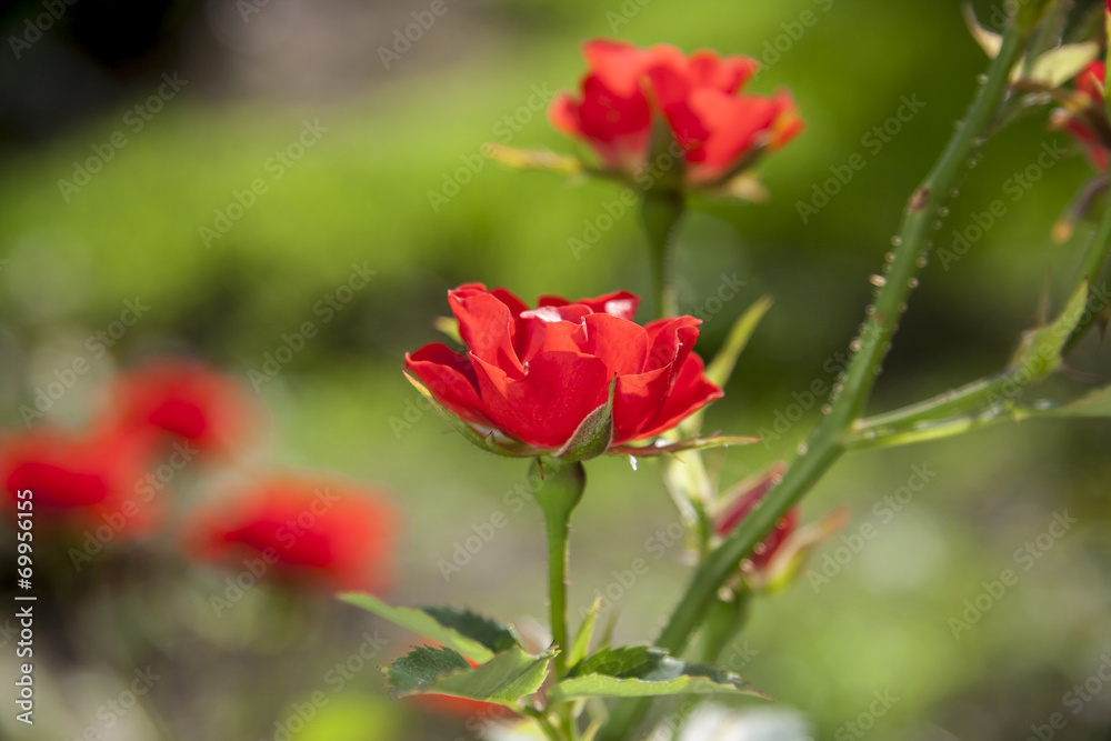 Red Roses