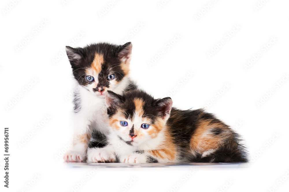 Two little kittens Two little kittens