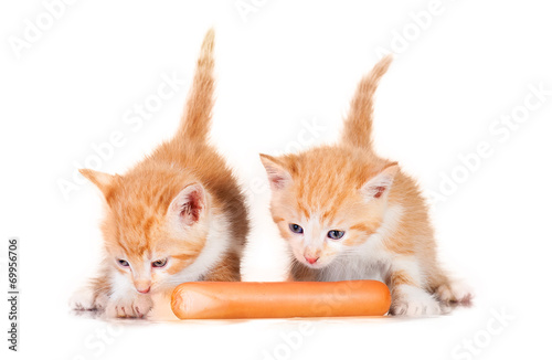 Two little kittens eating sausage