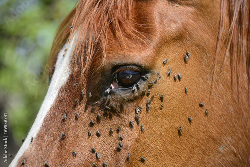 Pferd, Fliegen, Insekten, Parasiten, Infektion, Wehrlosigkei