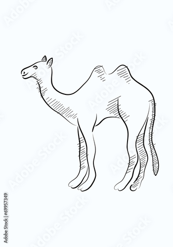 Camel sketch, art vector drawing