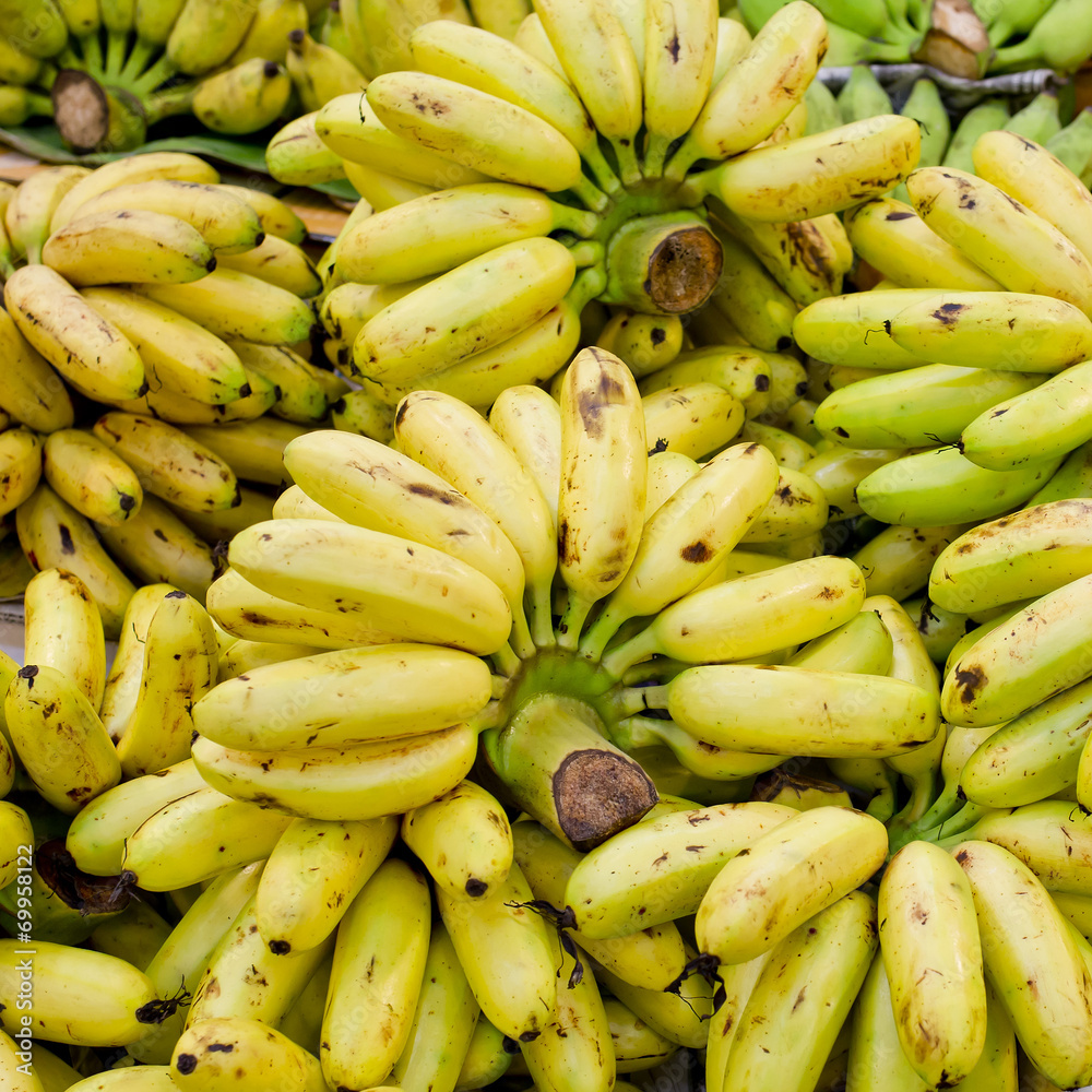 Bunch of cultivated banana background