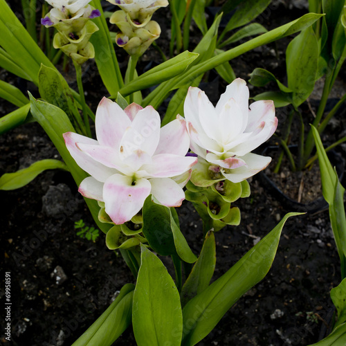 Fototapeta Naklejka Na Ścianę i Meble -  Curcuma alismatifolia or Siam tulip or Summer tulip in the garde