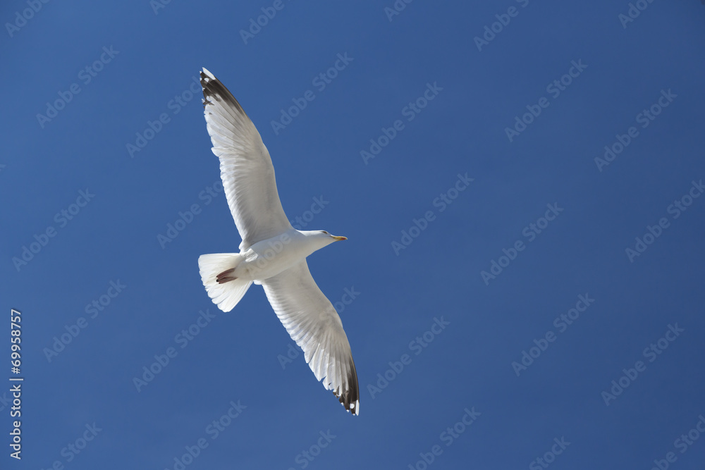 Obraz premium Mouette volant dans le ciel