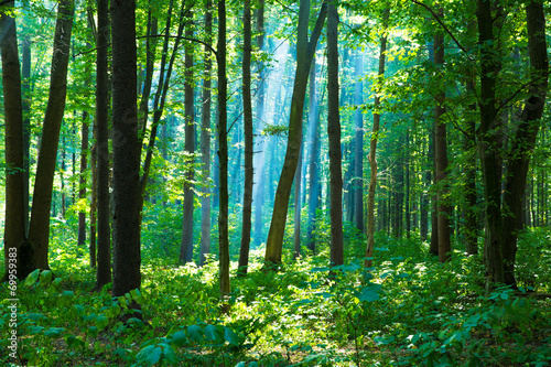 green forest