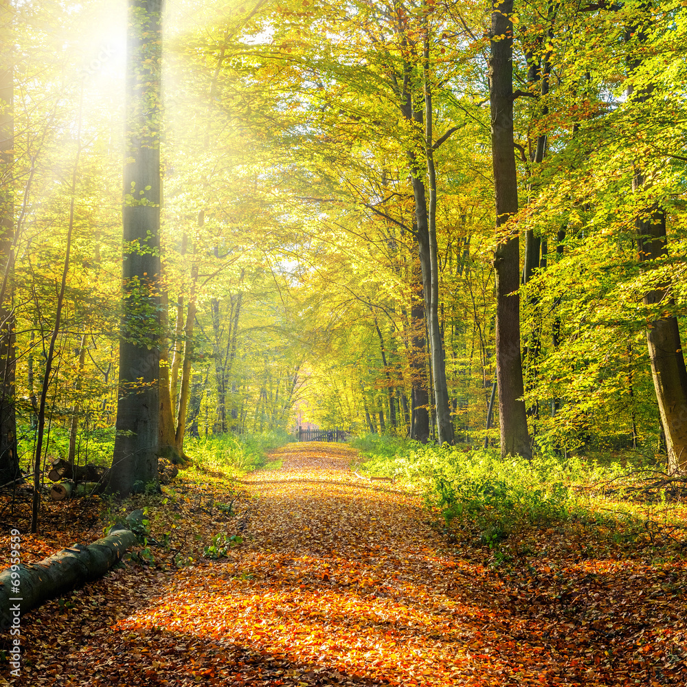 Plakat Sunny autumn forest