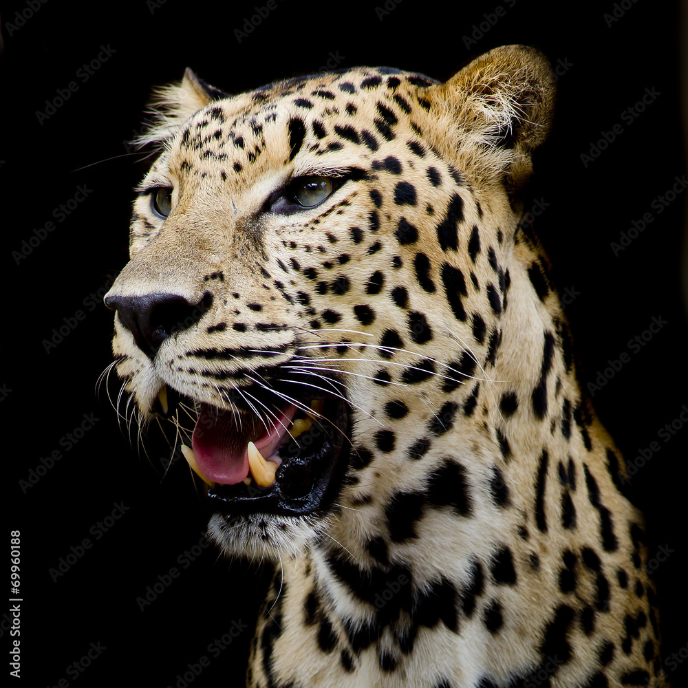 Obraz premium Leopard portrait