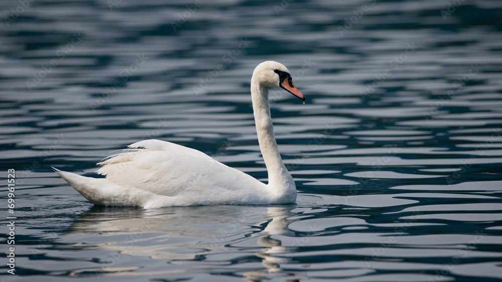 Mute Swan Mute Swan
