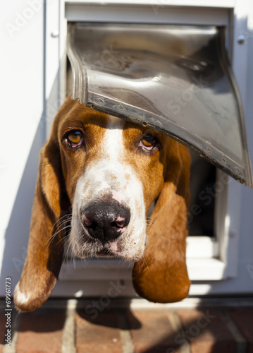 Shy Basset hound peeking out of doggy door photo