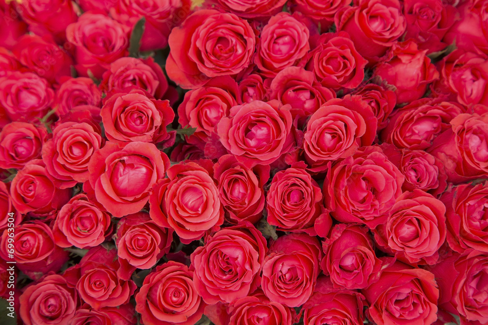 Red roses Red roses