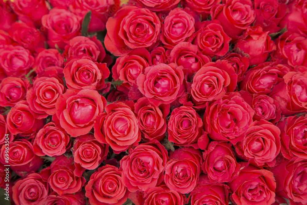 Red roses