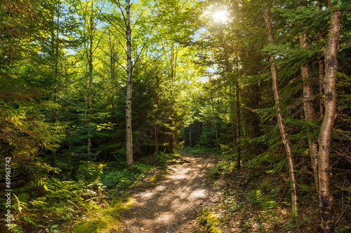 Dickson Falls Trail Path