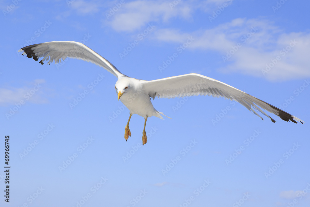 Yellow-legged gull (Larus michahellis) in the sky. Yellow-legged gull (Larus michahellis) in the sky.