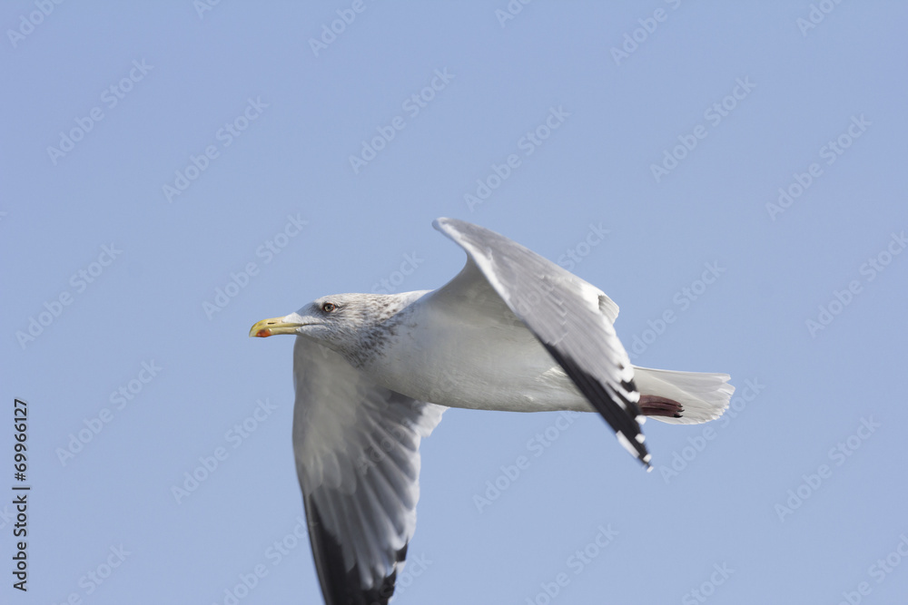 カモメ カモメ