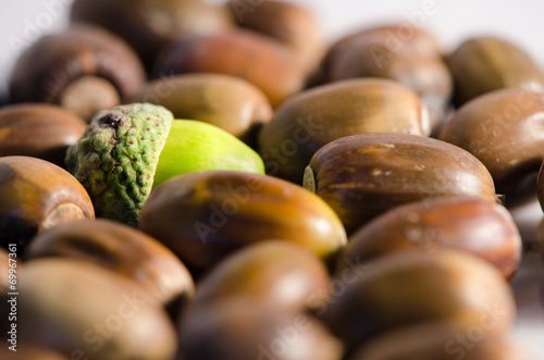 Acorns