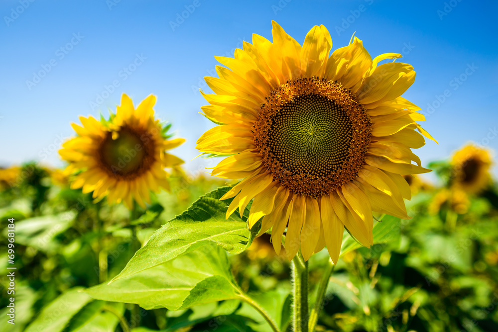 Fototapeta premium Sunflower