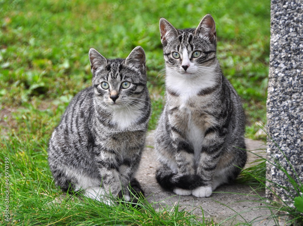 Two striped little kittens on green grass